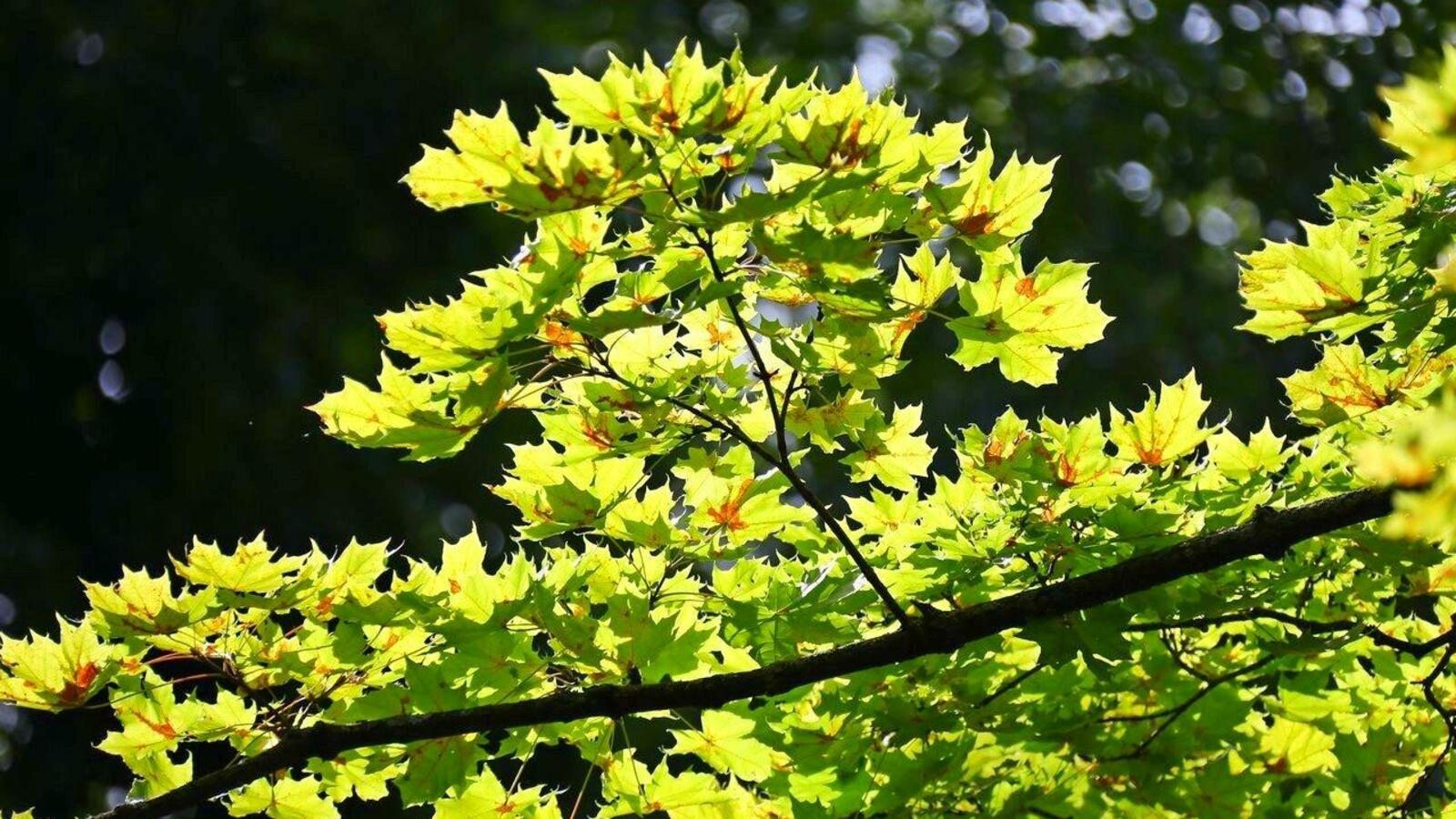 Валерий Шахов