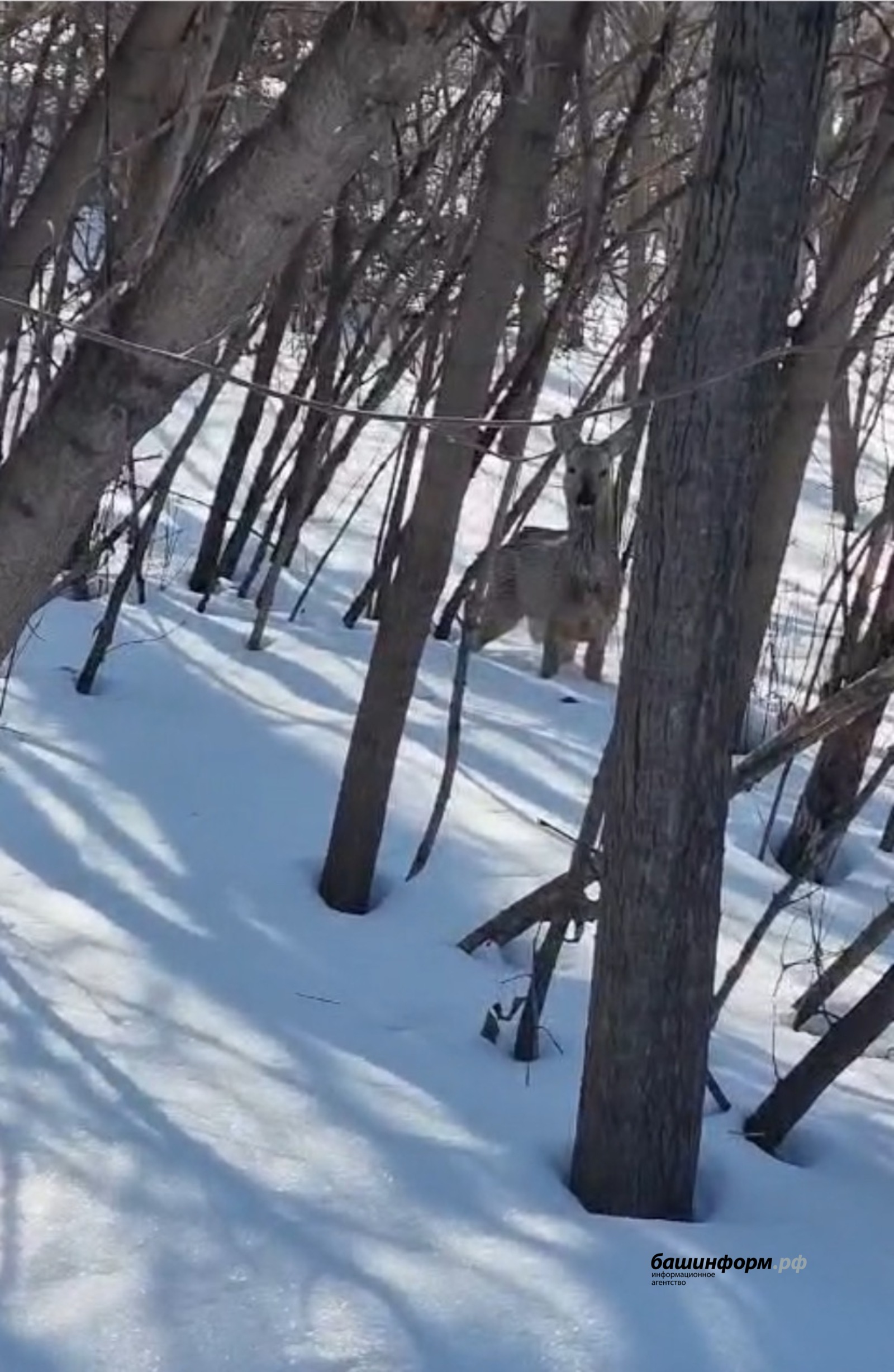скриншот видео