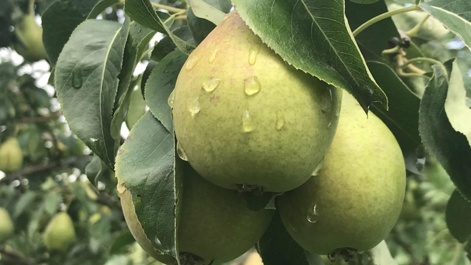 БашНИИ сельского хозяйства