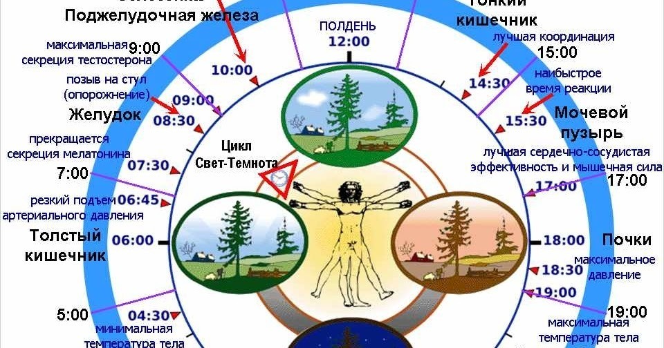Схема циркадного ритма человека биологические часы и примерный суточный ритм органов