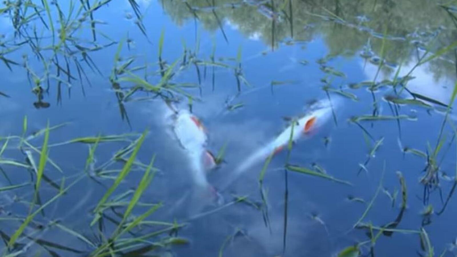 скриншот видео ГТРК «Башкортостан»