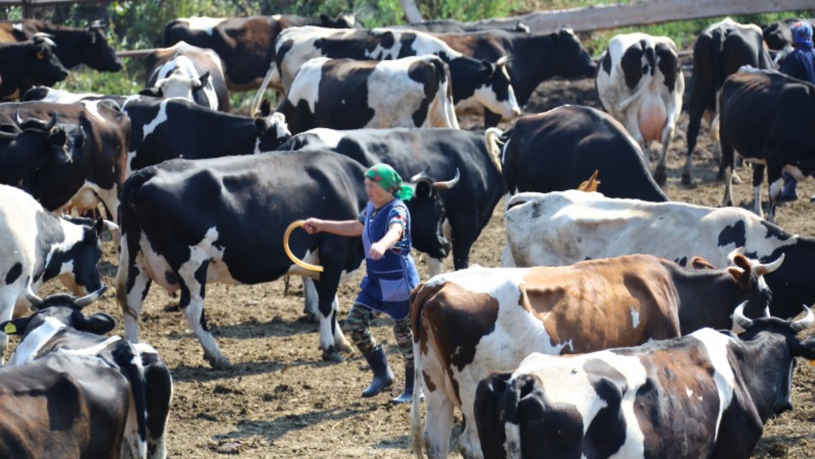 Валерий Шахов