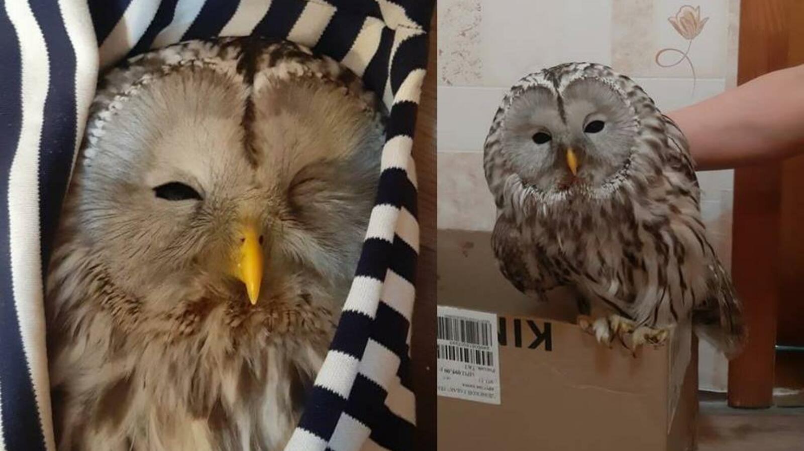 национальный парк «Башкирия», Vk