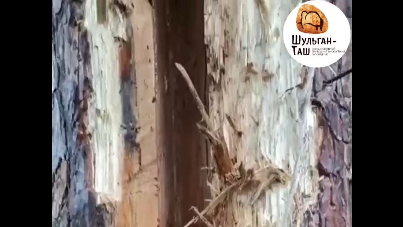 В заповеднике «Шульган-Таш» Башкирии медведь-сладкоежка разорил борть
