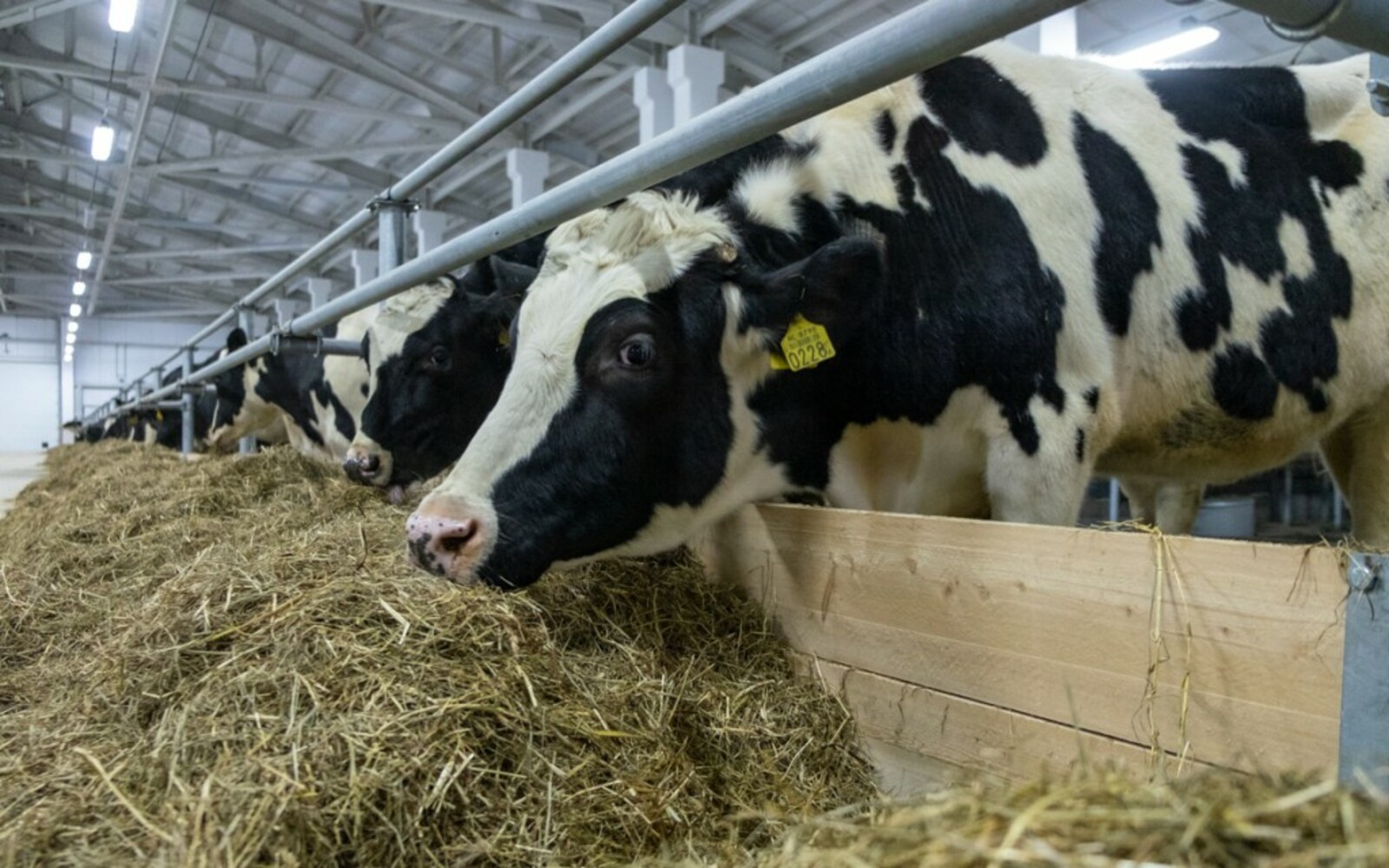 Сельскохозяйственное производство животных. Голштинская порода коров на ферме. Молочная ферма на 1000 дойных коров. Голштино-Фризская порода коров. Голштинская корова.
