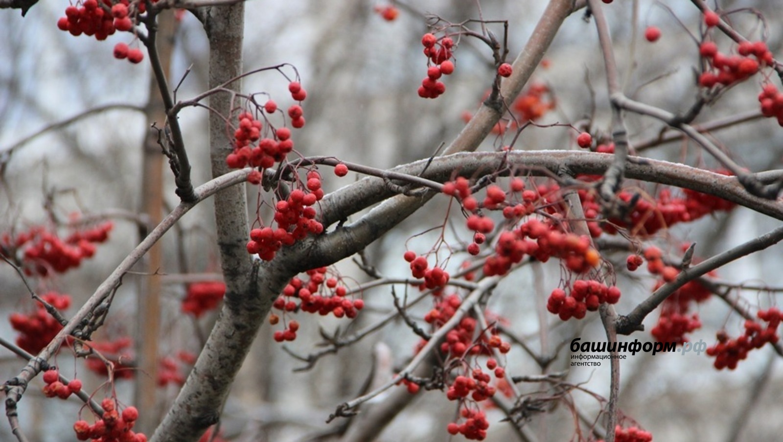 Ксения Калинина   ИА «Башинформ»