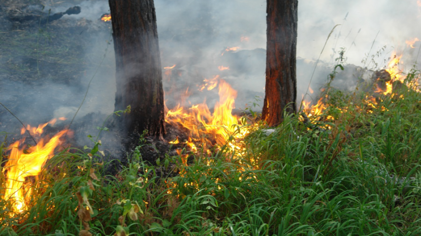 Минлесхоз РБ