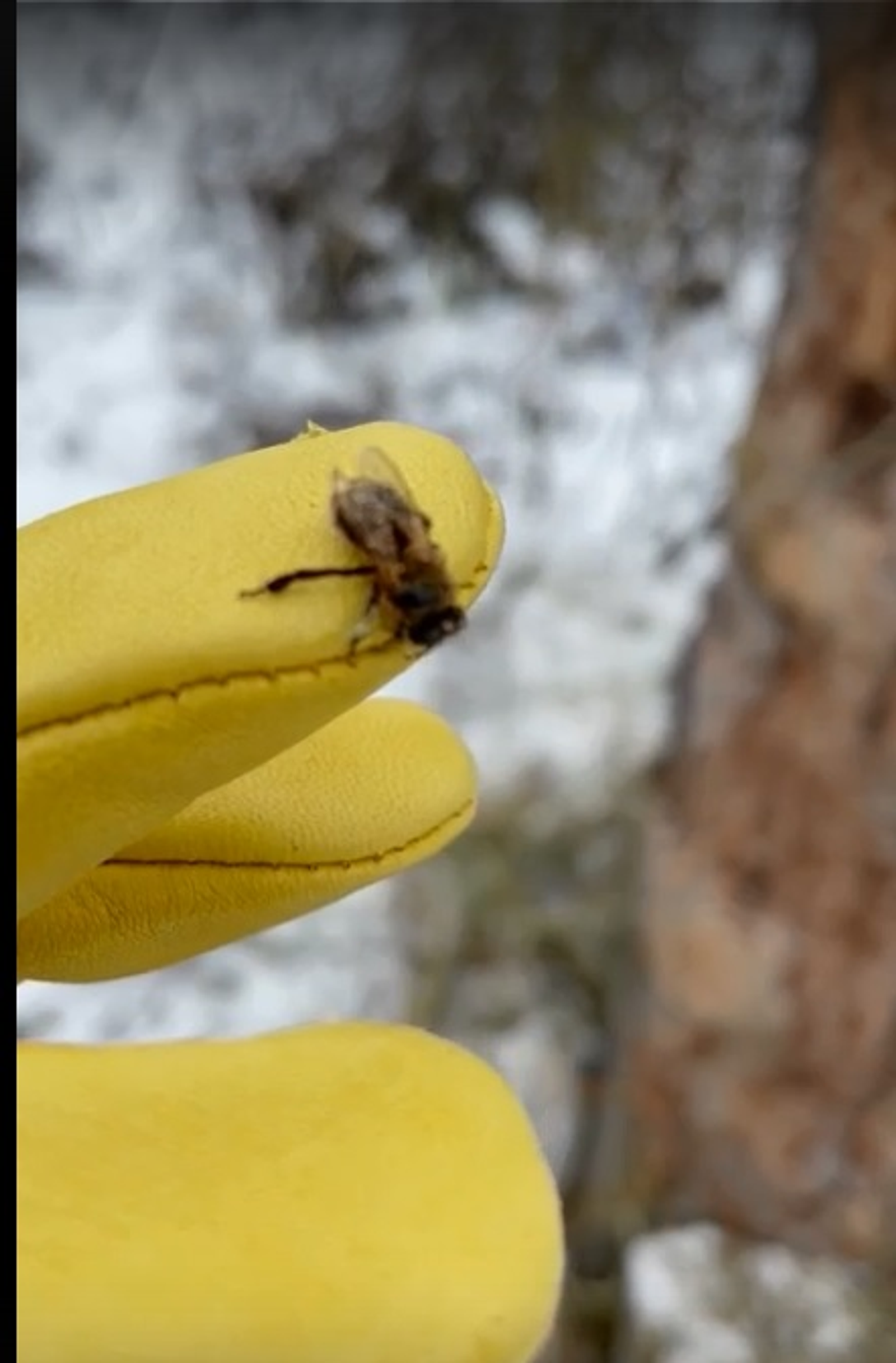 Радий Хабиров отправился добывать мед