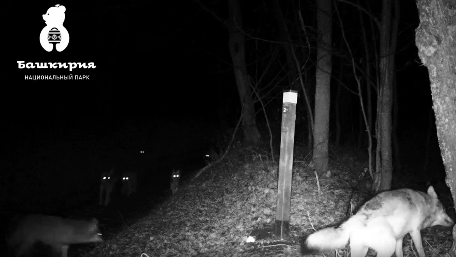 национальный парк «Башкирия» телеграм-канал