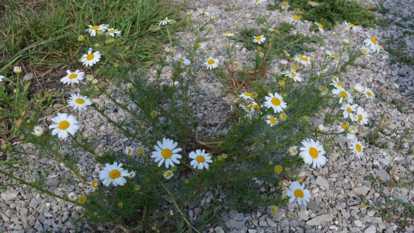 Ксения Калинина