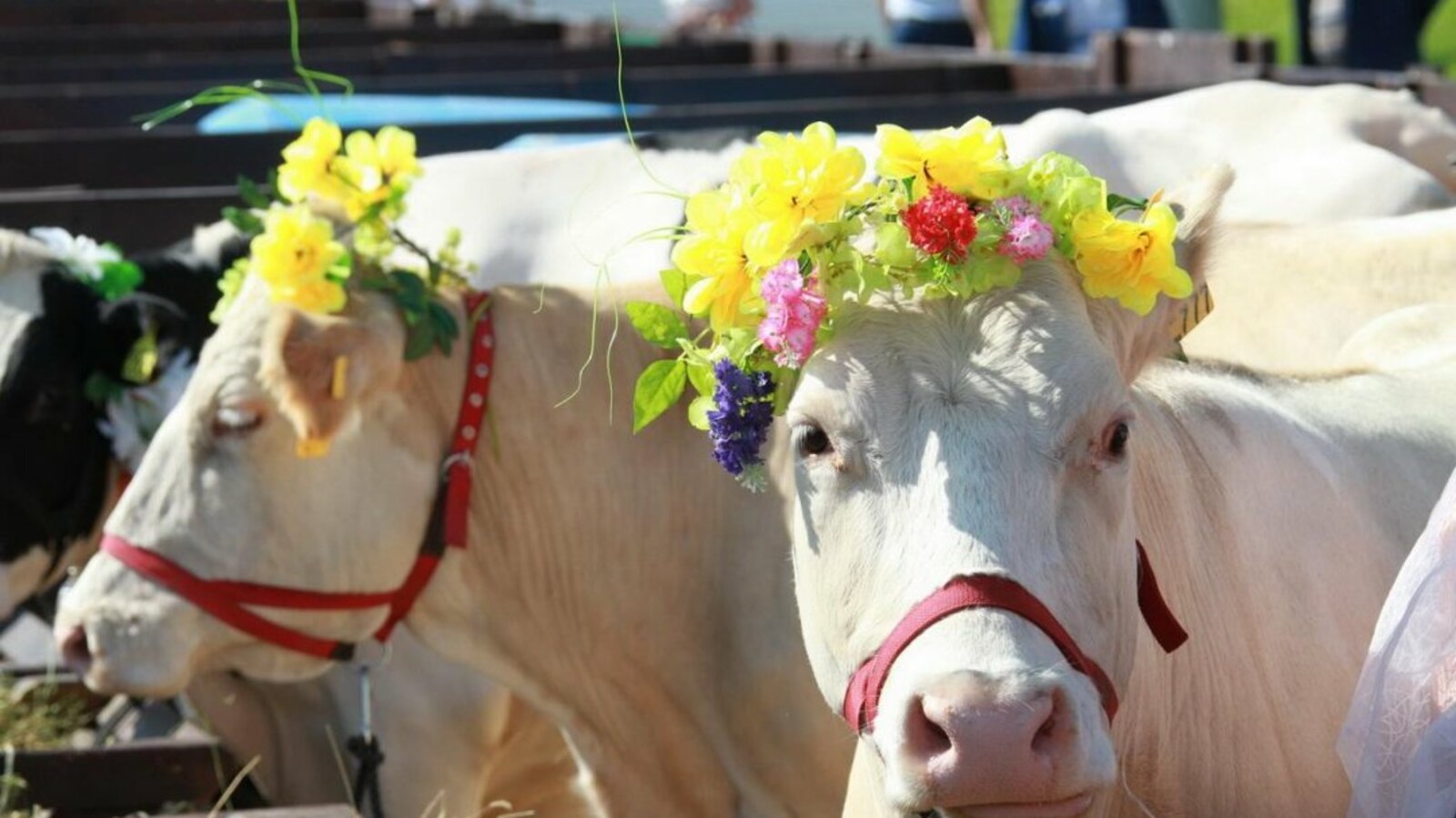 Олег Яровиков