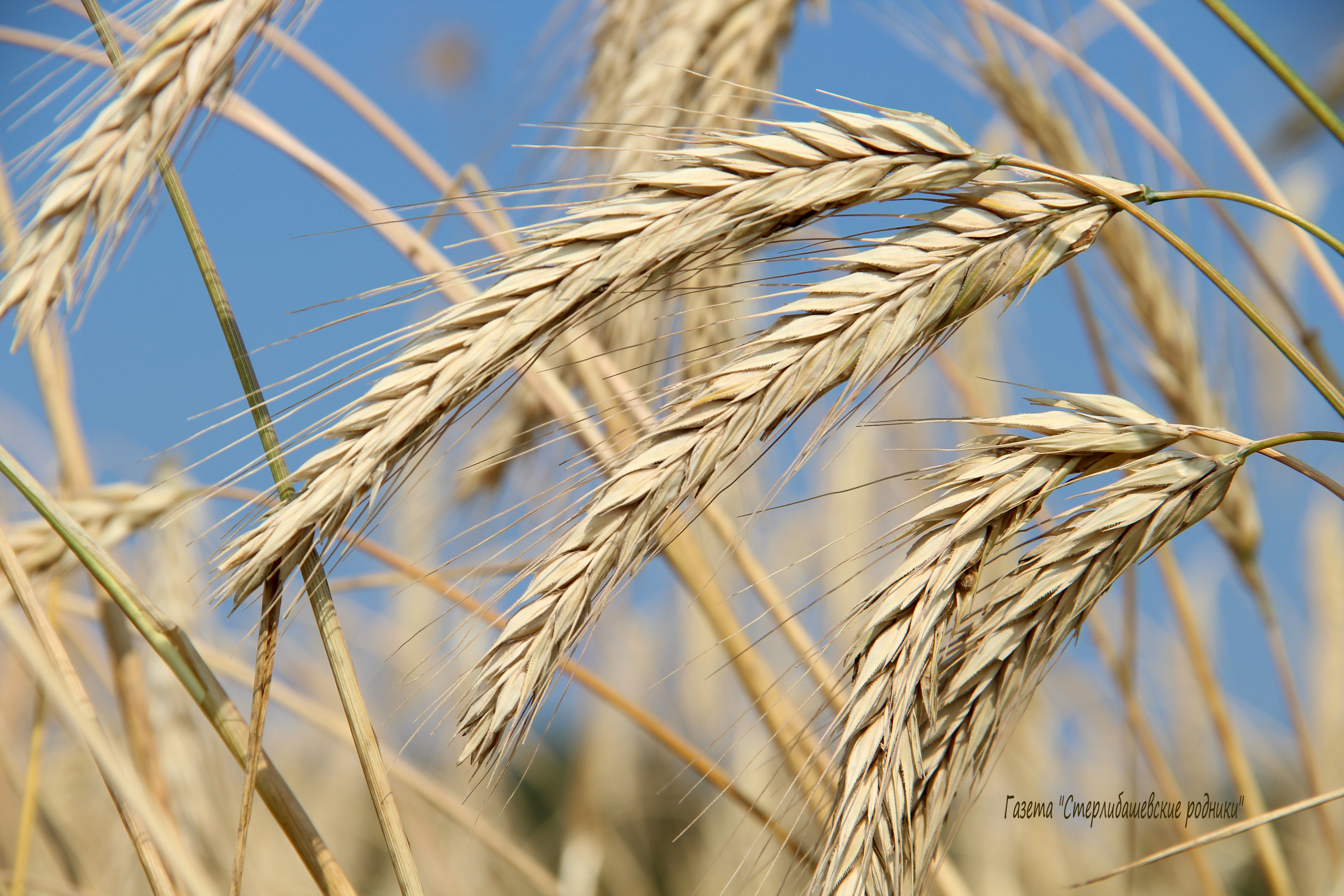 За два года производители зерна в Башкирии получат 1,15 млрд рублей федеральных субсидий