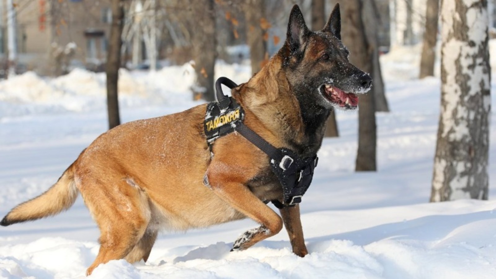 Валерий Шахов