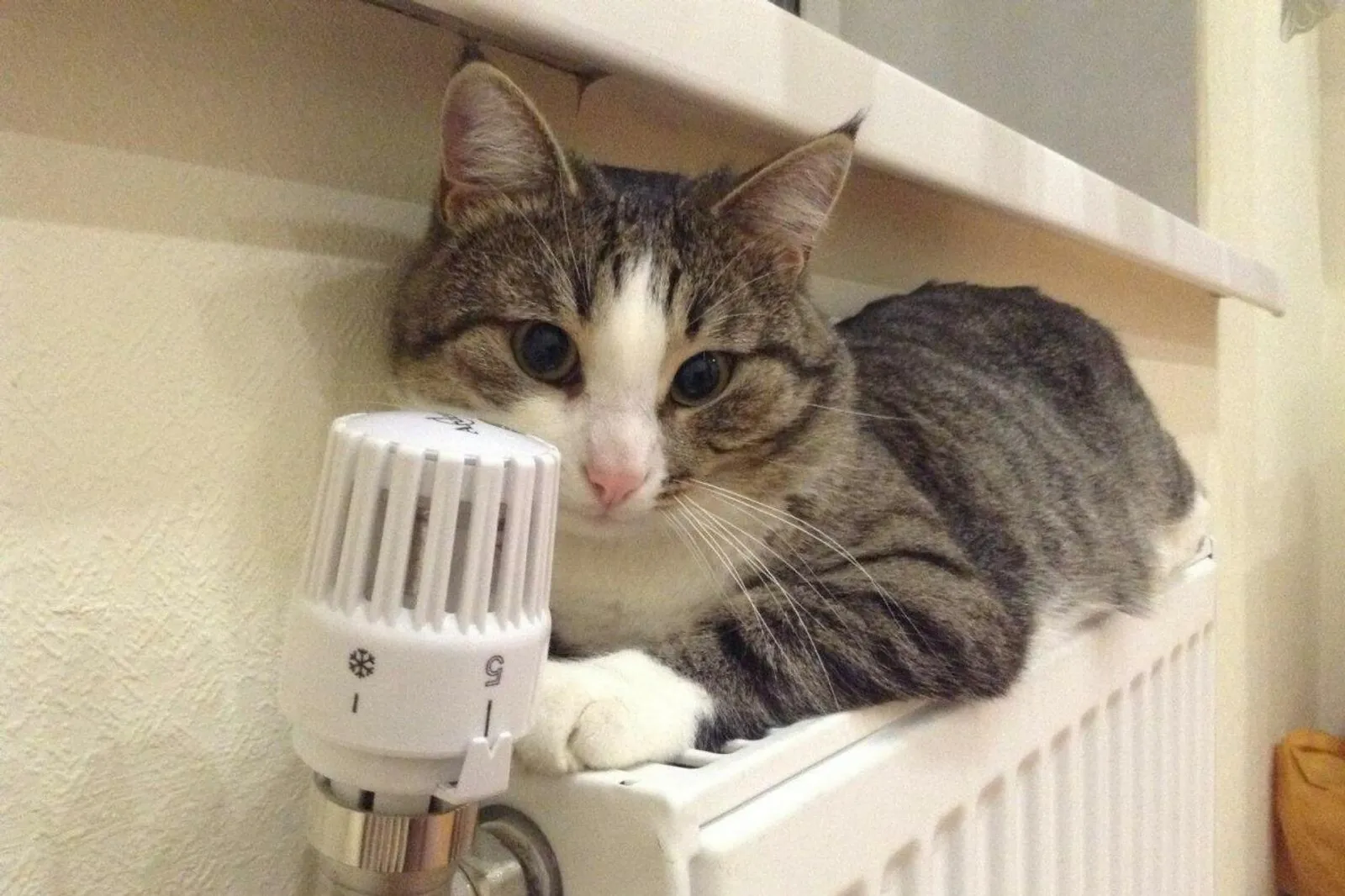 «Башинформ» мәғлүмәт агентлығы архивы