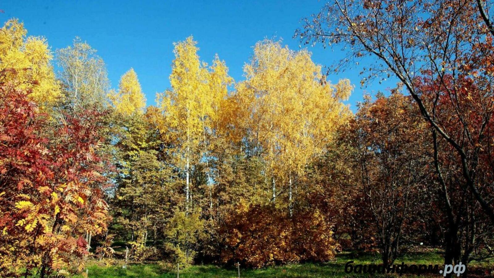 ИА «Башинформ»