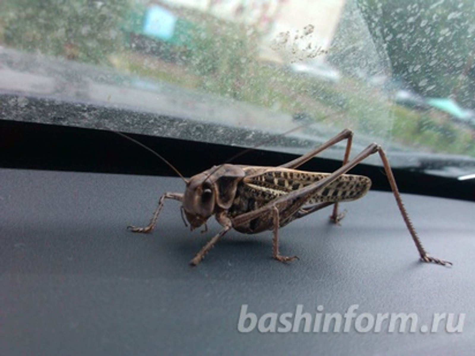 Андрей Старостин