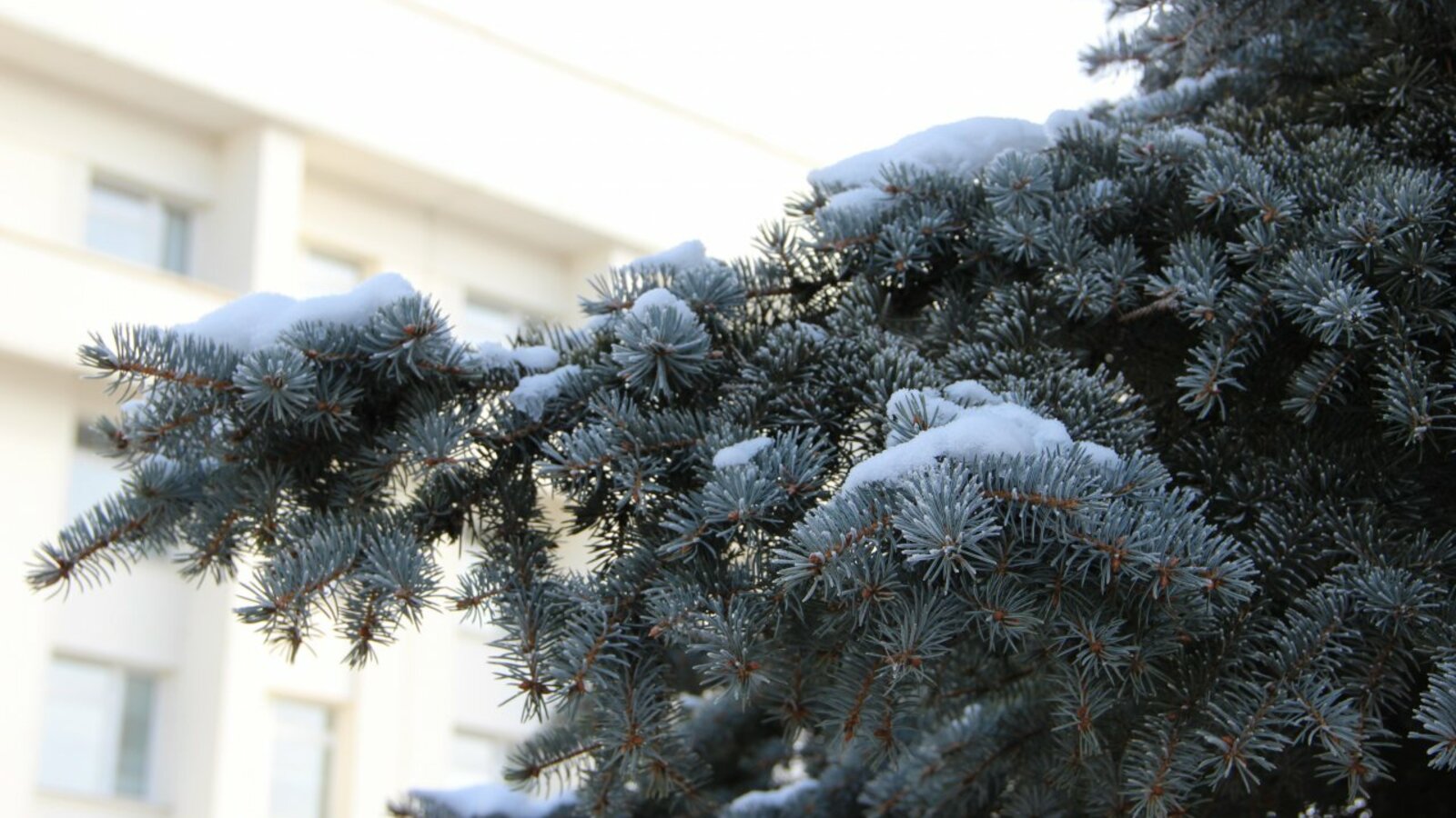 Ксения Калинина