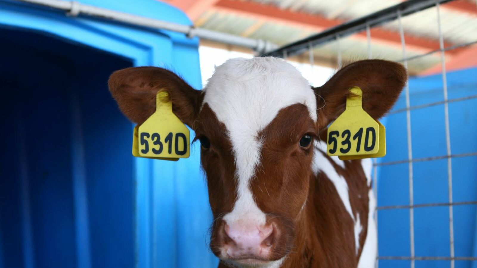 Андрей Старостин