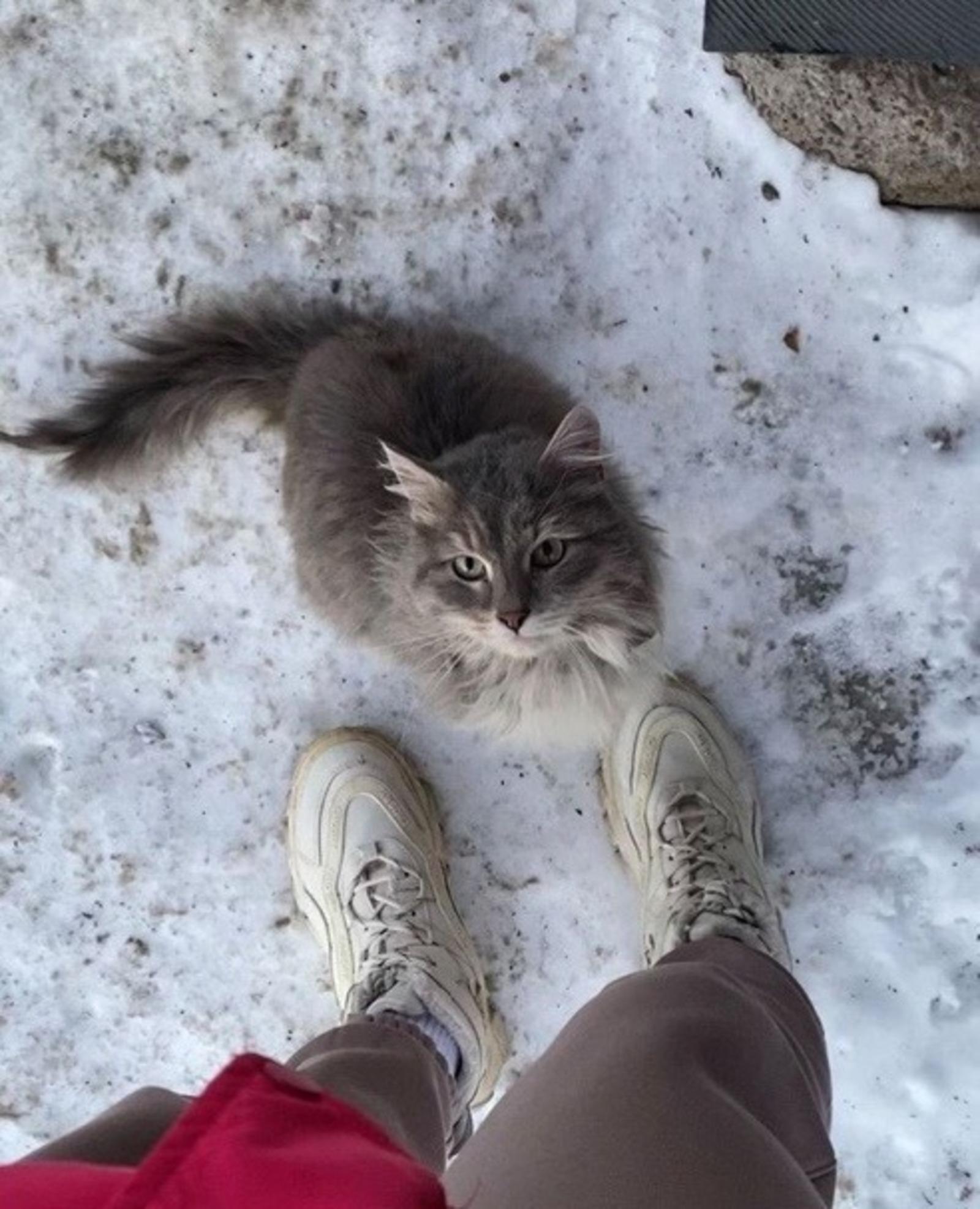 В Башкирии появилась кошка-"хатико"
