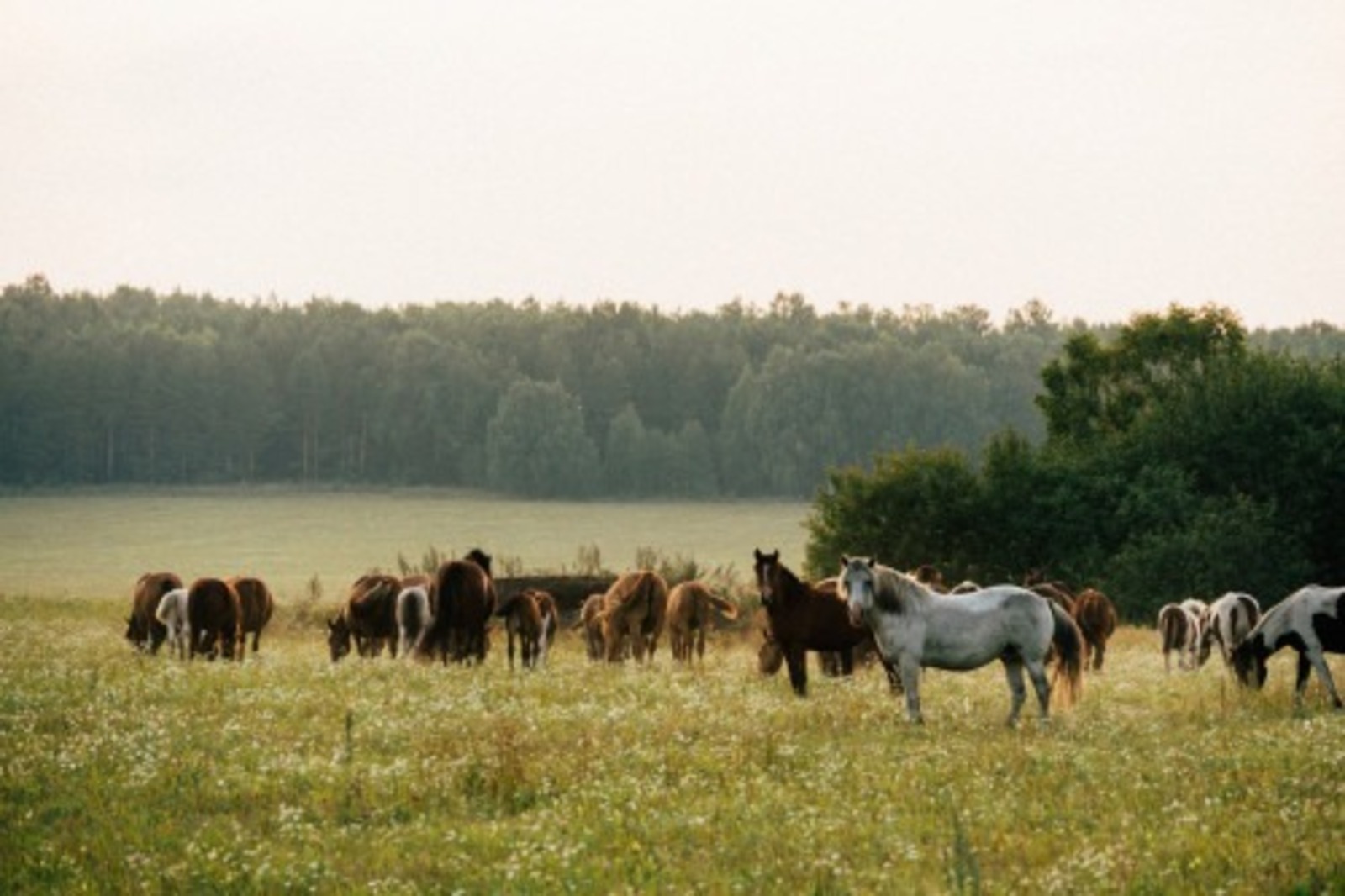 минсельхоз РБ