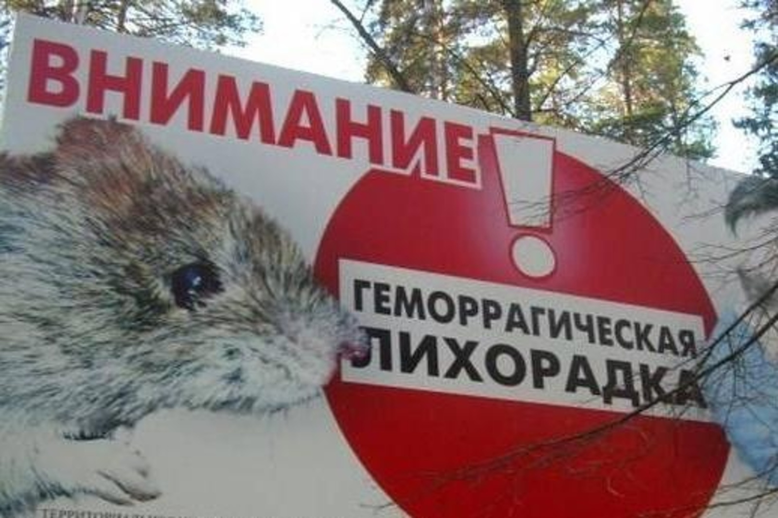 асыҡ сығанаҡтарҙан