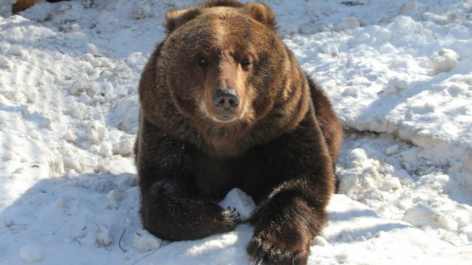 Олег Яровиков