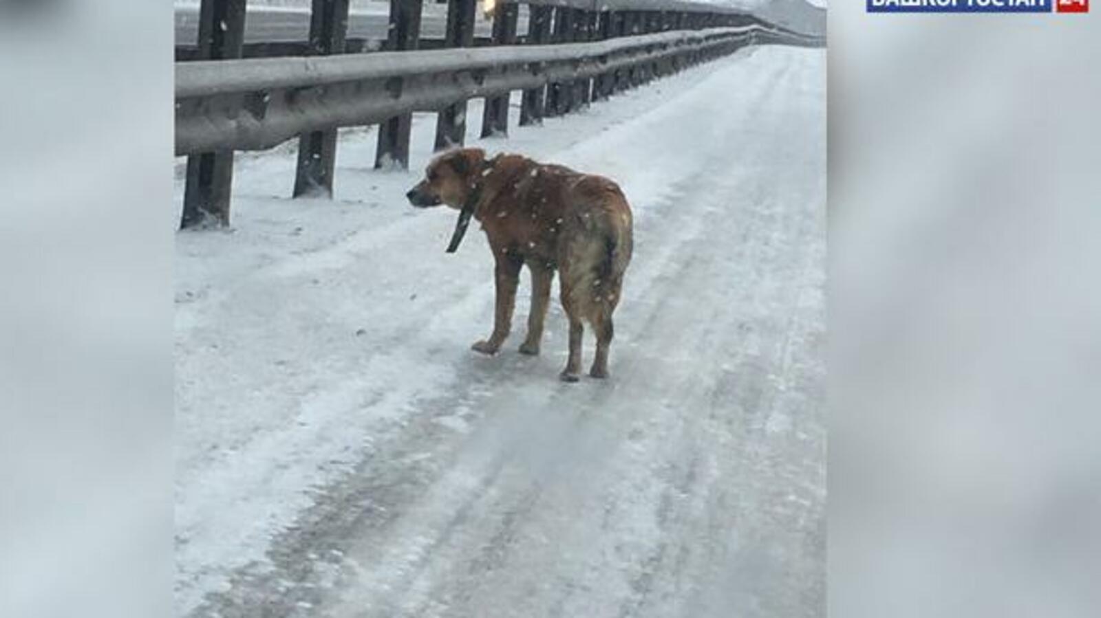 Башкортостан 24