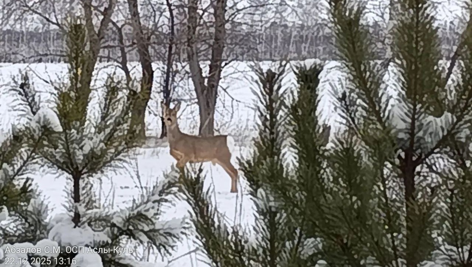 пресс-служба минэкологии Башкирии телеграм-канал Нияза Фазылова
