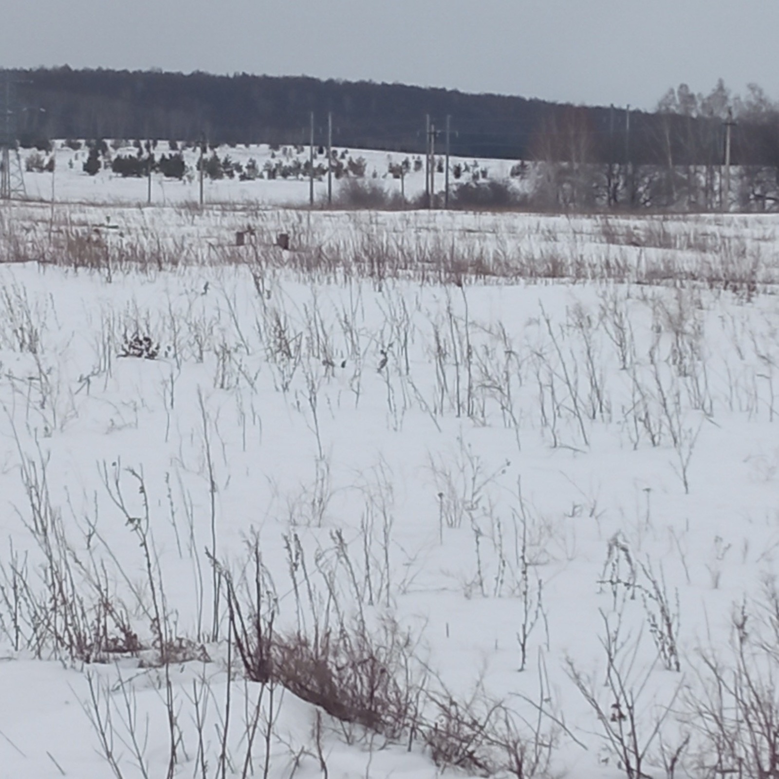 пресс-служба управление Россельхознадзора по РБ