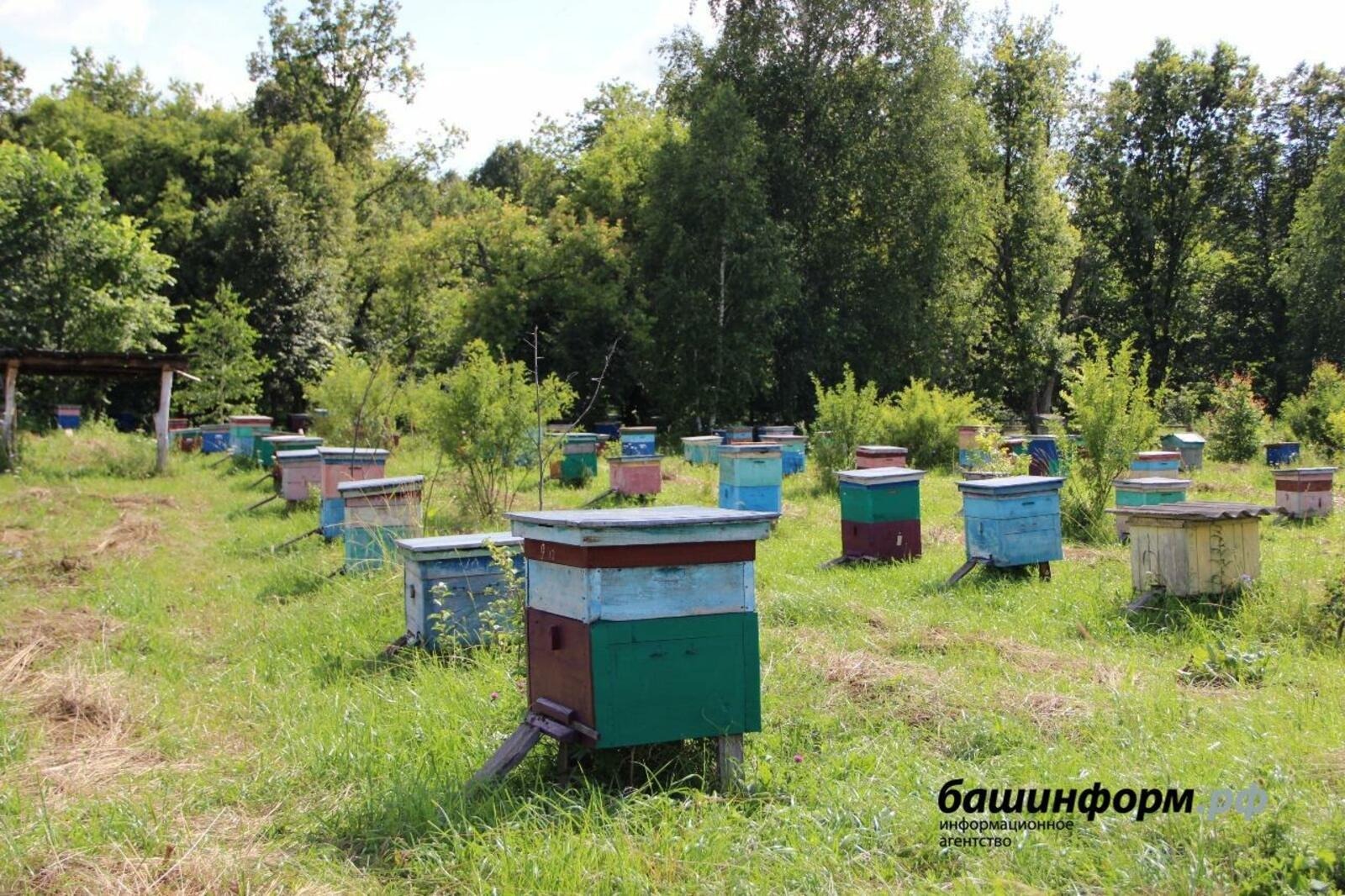 В Башкирии пасечникам рекомендовали не выпускать пчел на обработанные поля