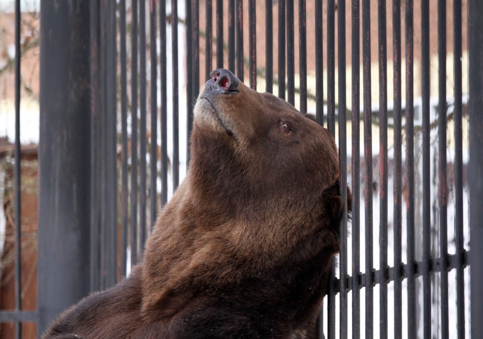 зоопарк «Лимпопо» Нижегородская правда