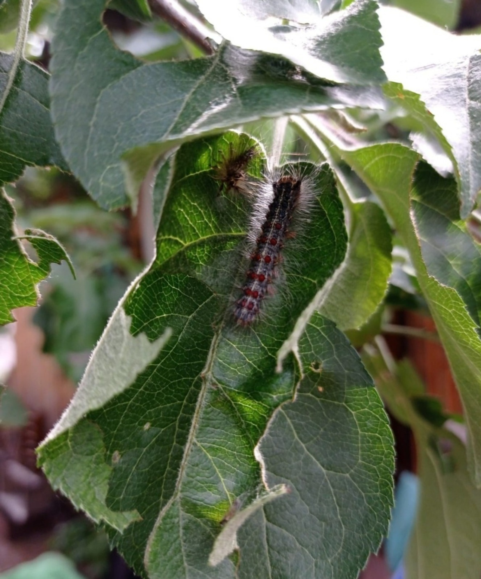 Михаил Кривошеев