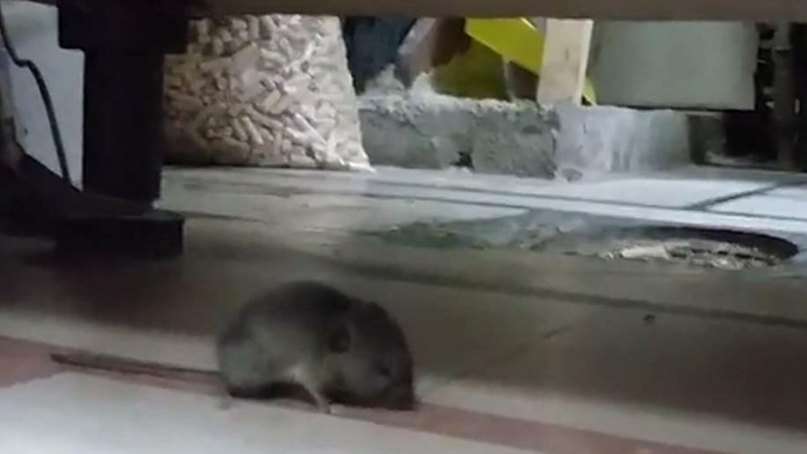 скриншот видео