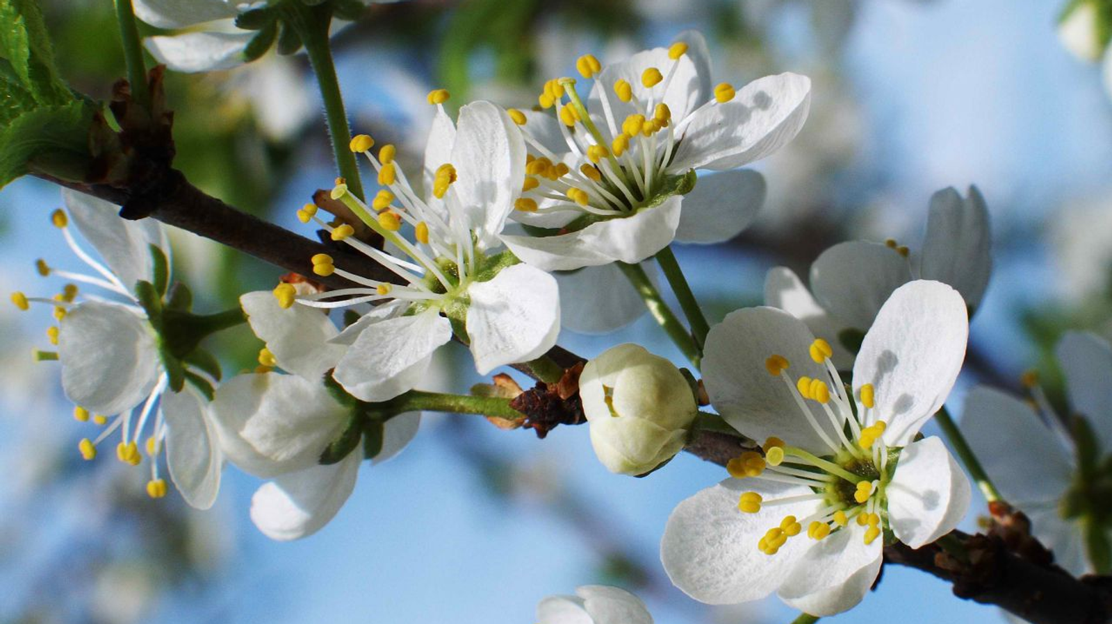 Андрей Старостин