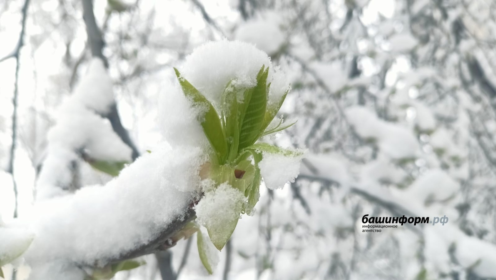 Валерий Шахов архив ИА «Башинформ»