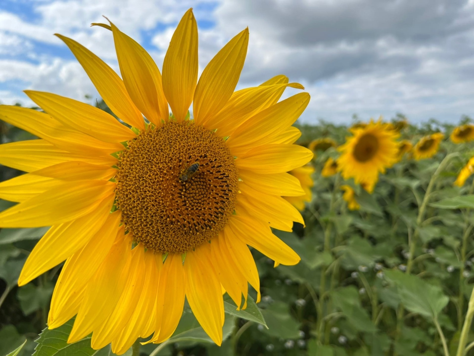 Ксения Калинина