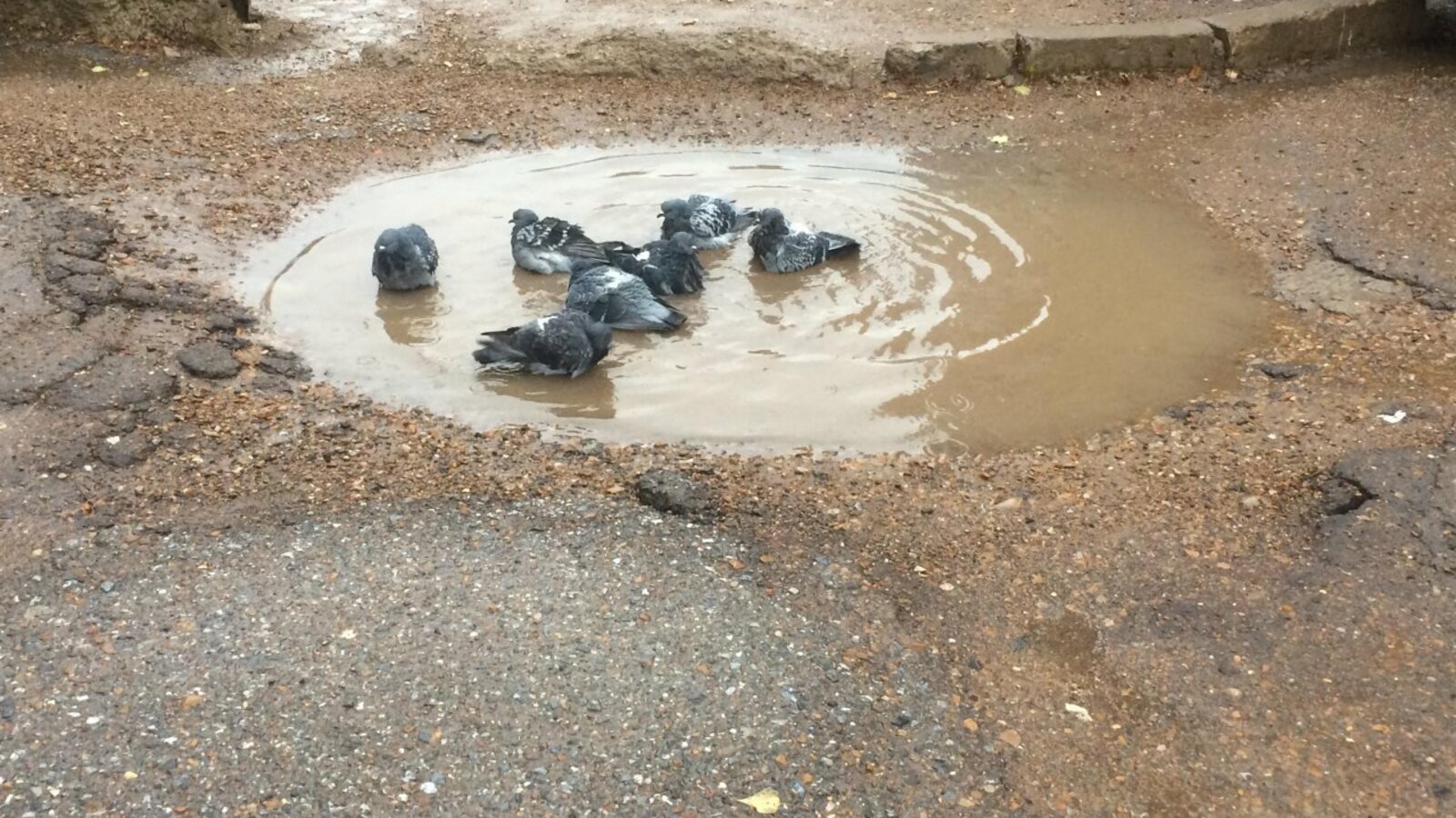 Эльмира Сабирова