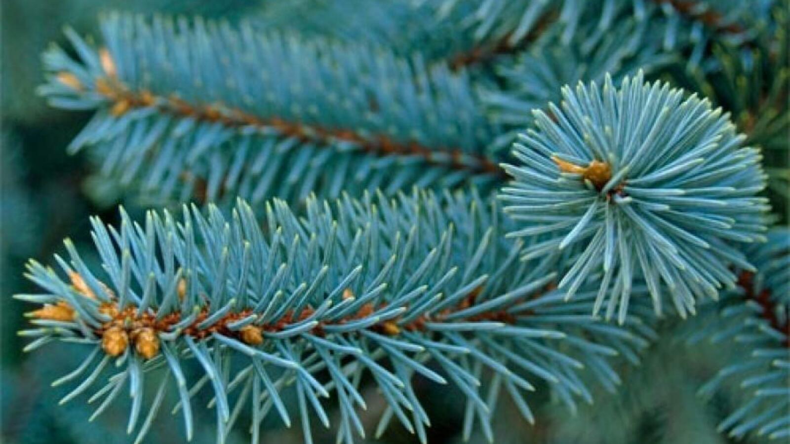 ИА «Башинформ»