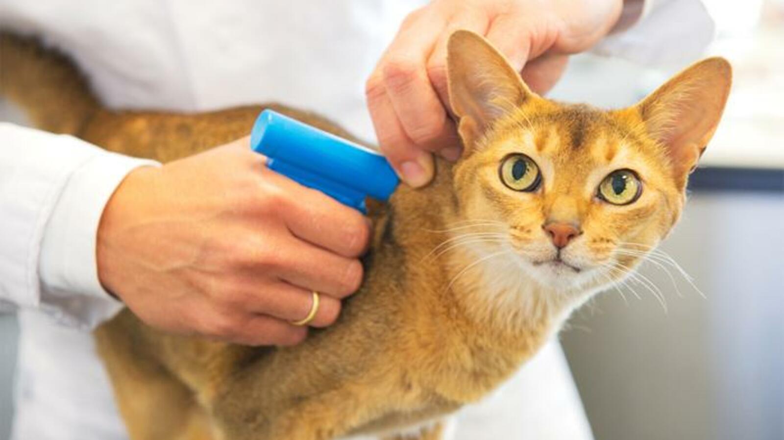 открытый источник