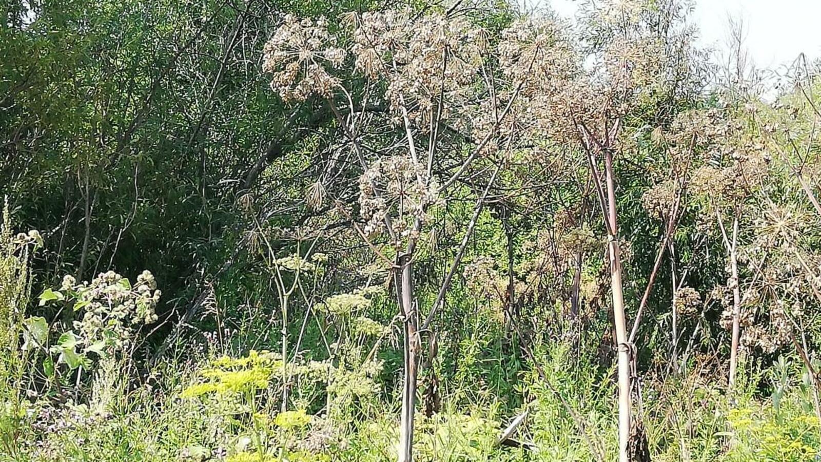 Россельхознадзор по РБ