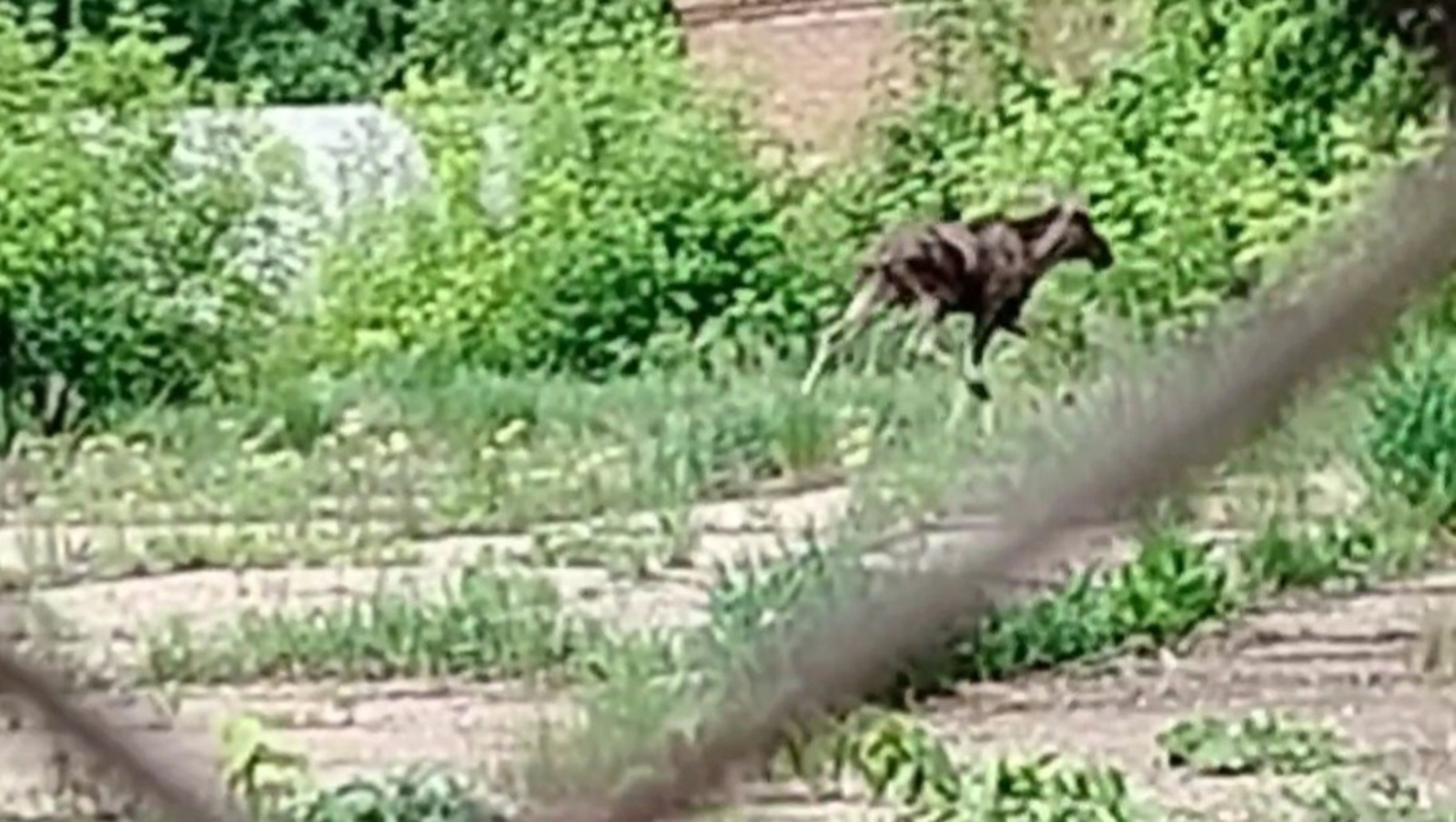 скриншот видео