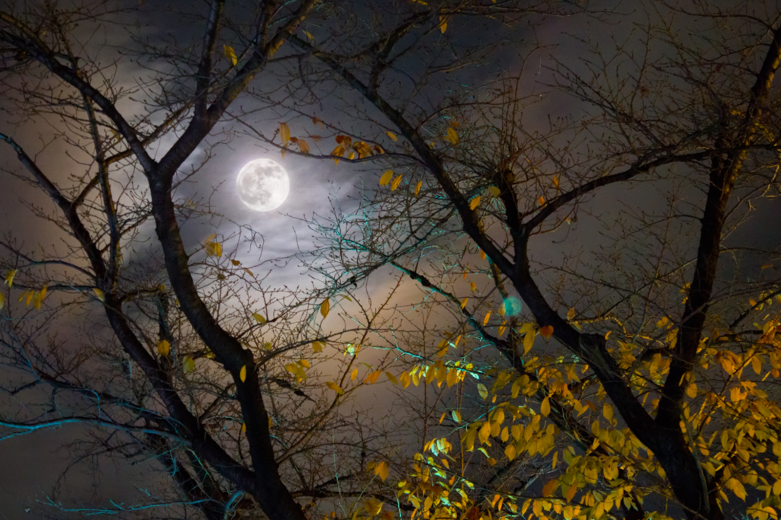 Осенняя ночь Луна
