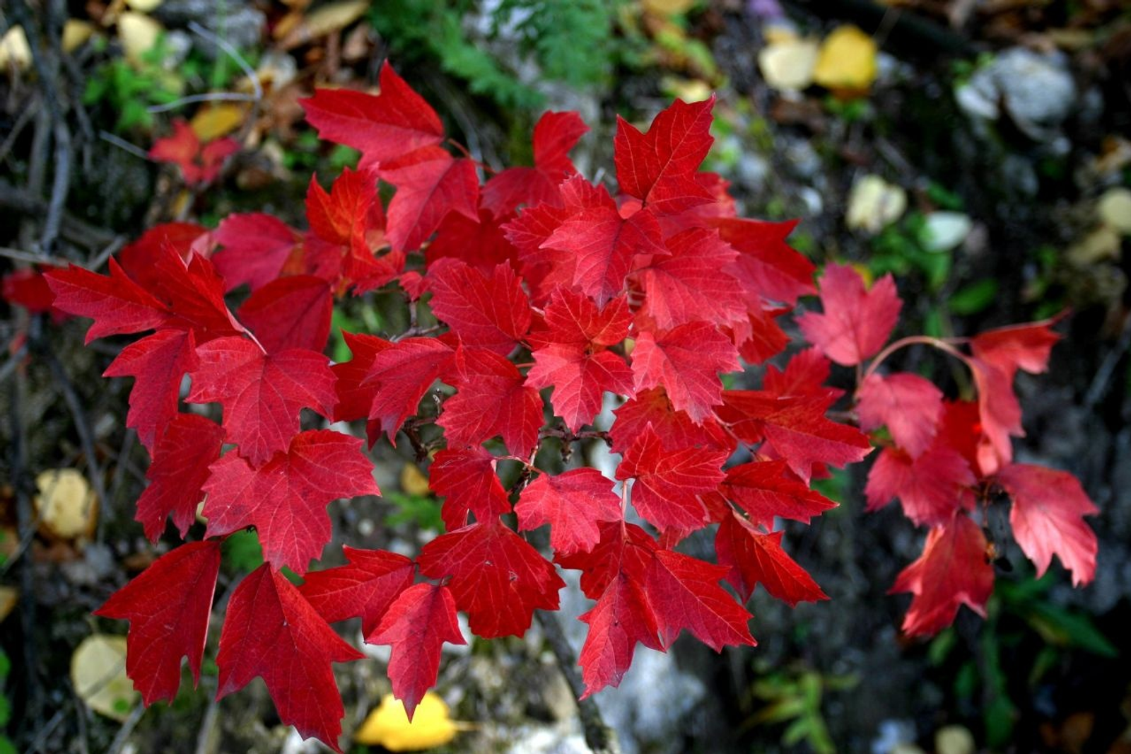 «Башинформ» мәғлүмәт агентлығы