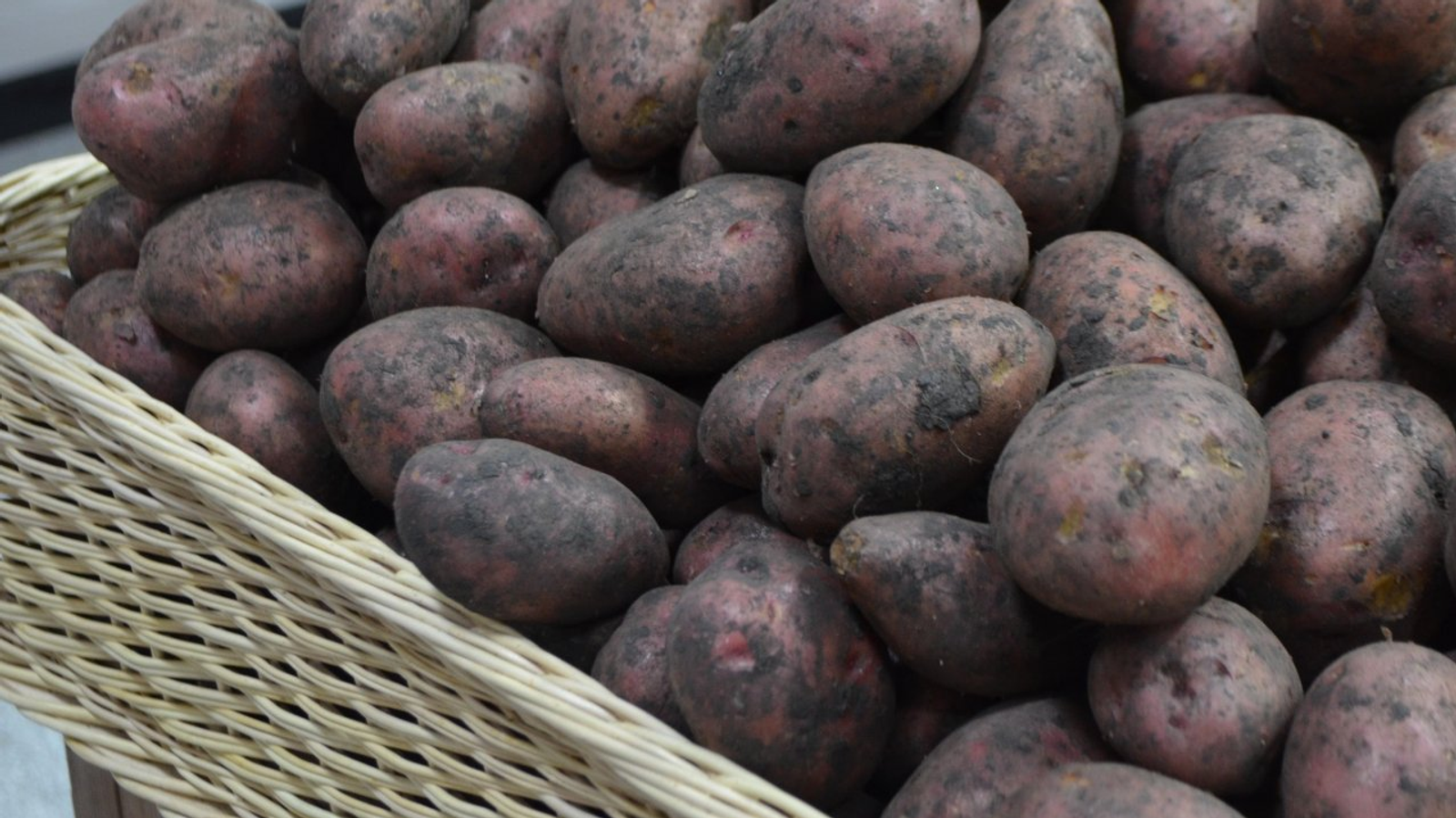 Ксения Калинина