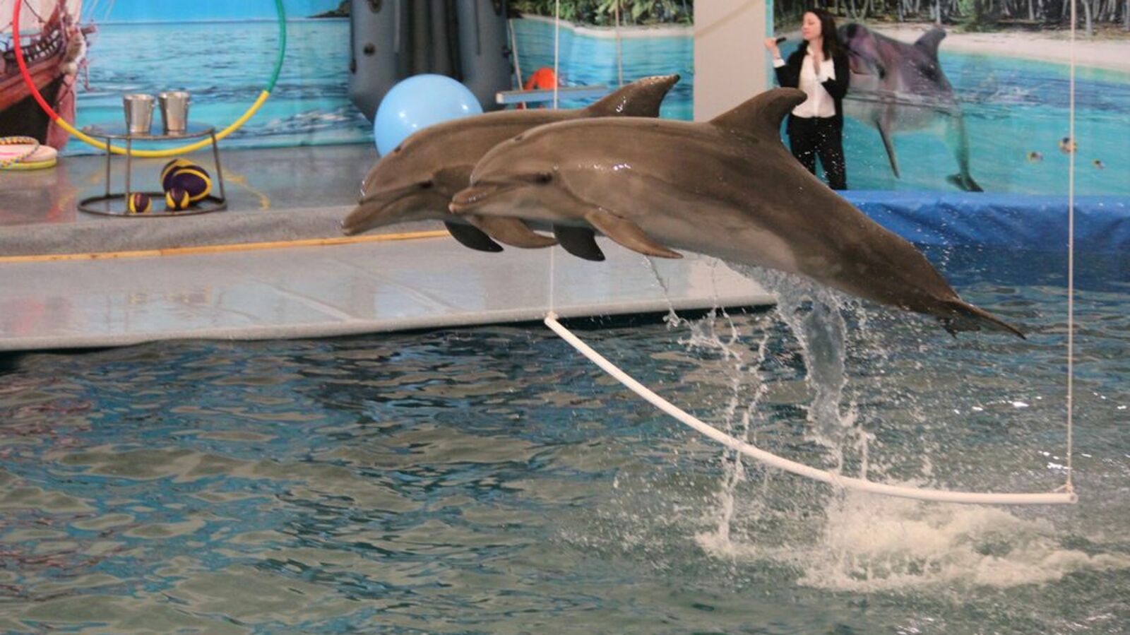 с сайта уфимского дельфинария