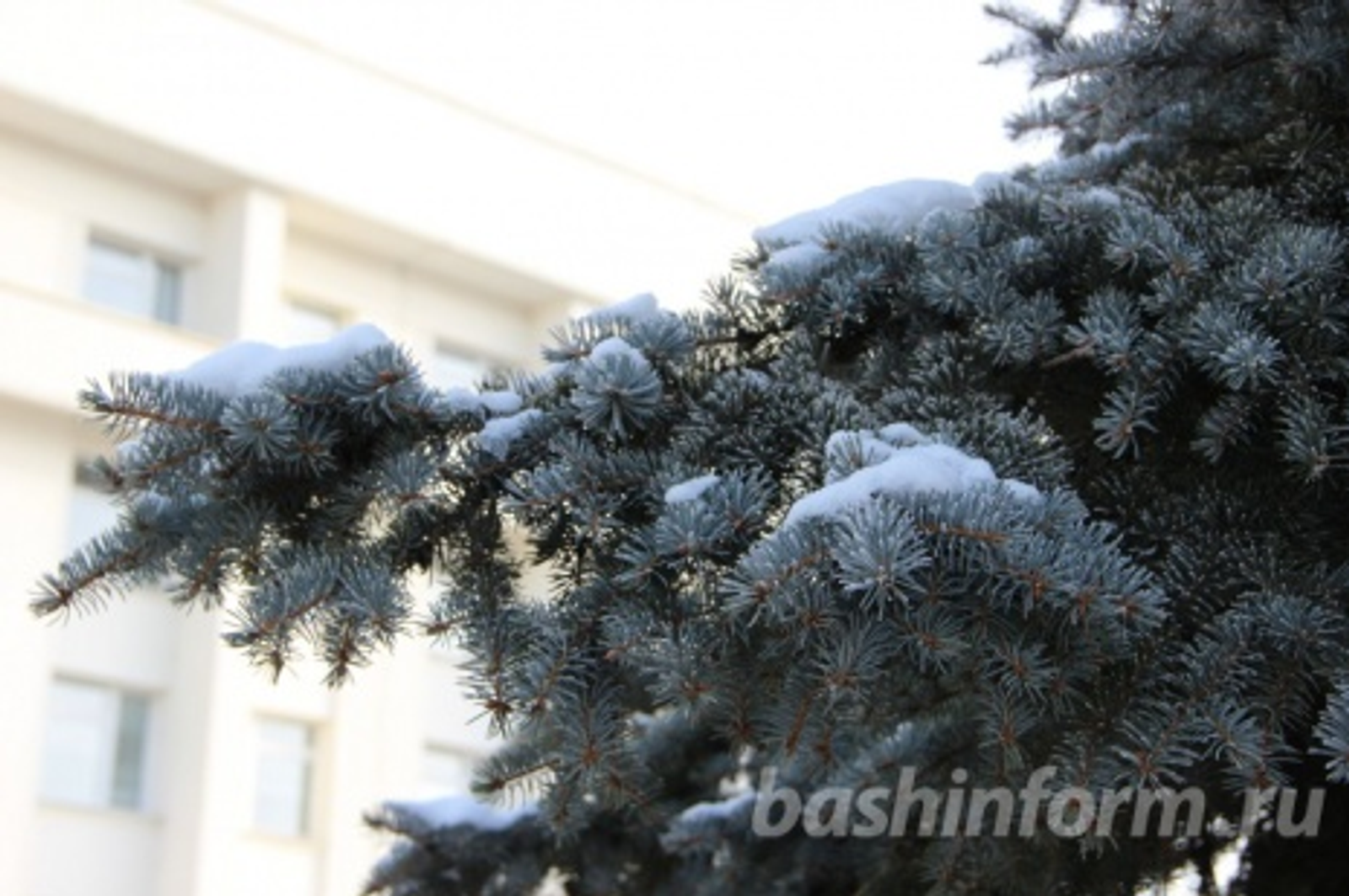 автор фотоһы