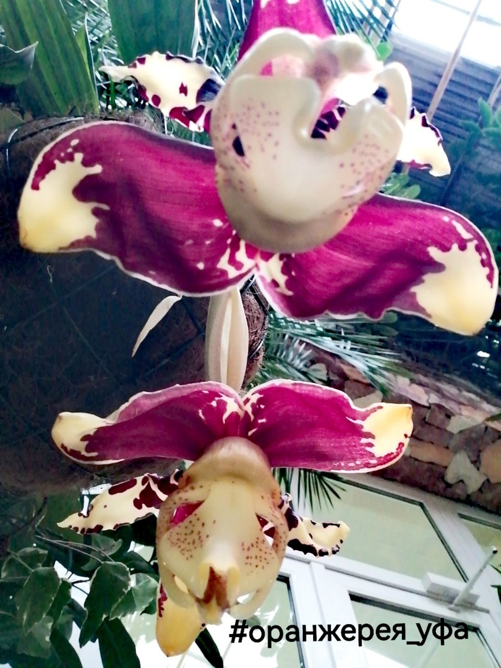 пресс-служба  Ботанический сад