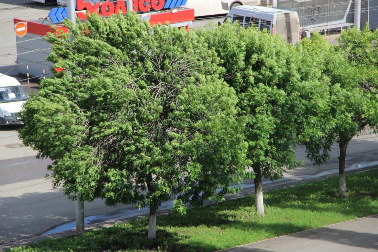 Ксения Калинина