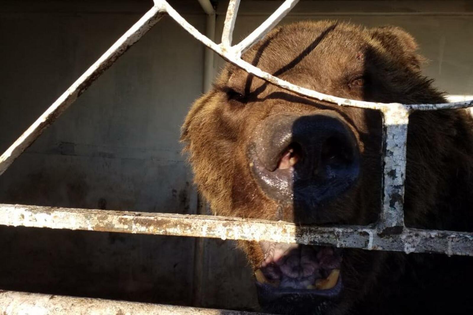 предоставлено Хасаном Идиятуллиным