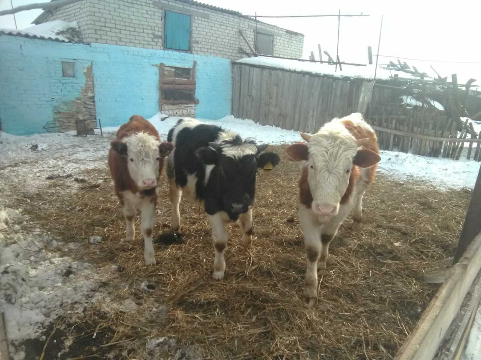 Башкирские коровы, заразившиеся опасным вирусом, под контролем ветслужбы